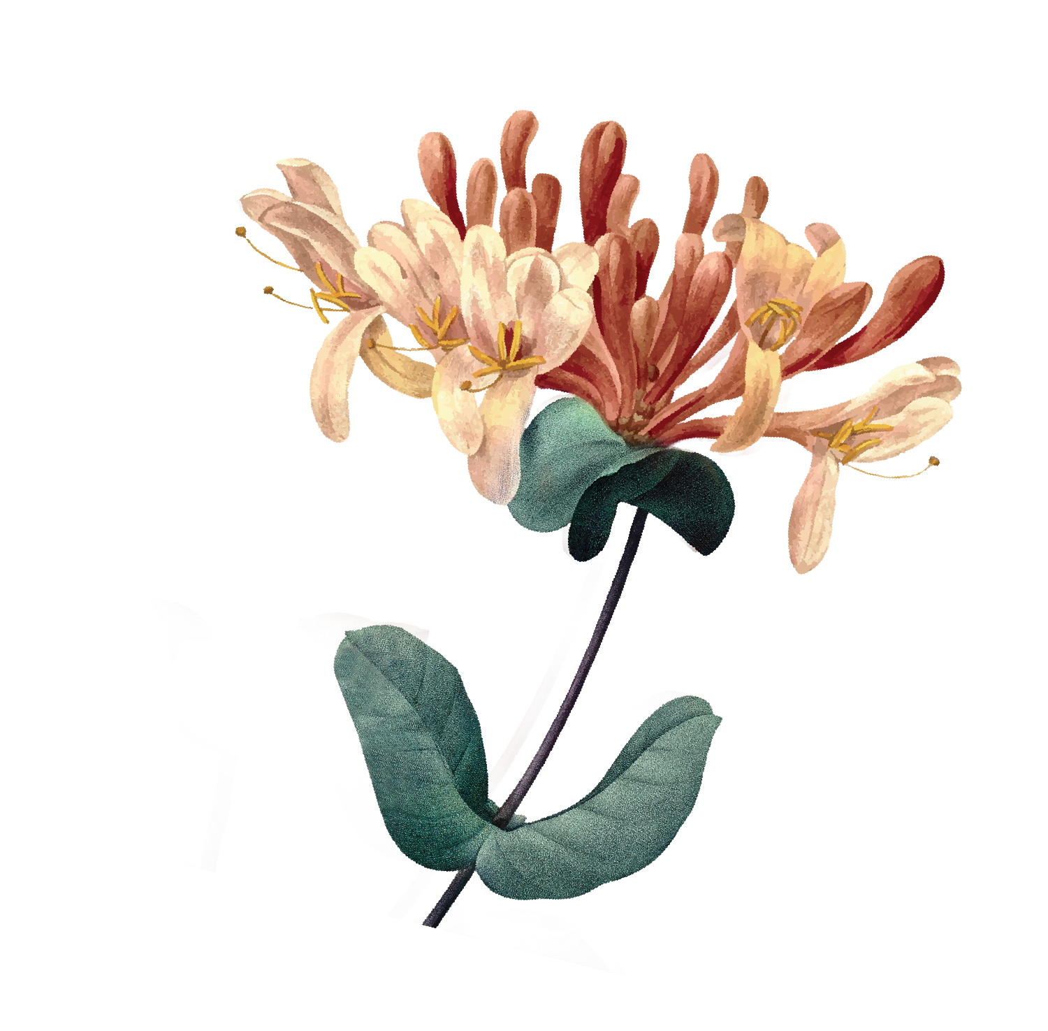 Serenia Baleria